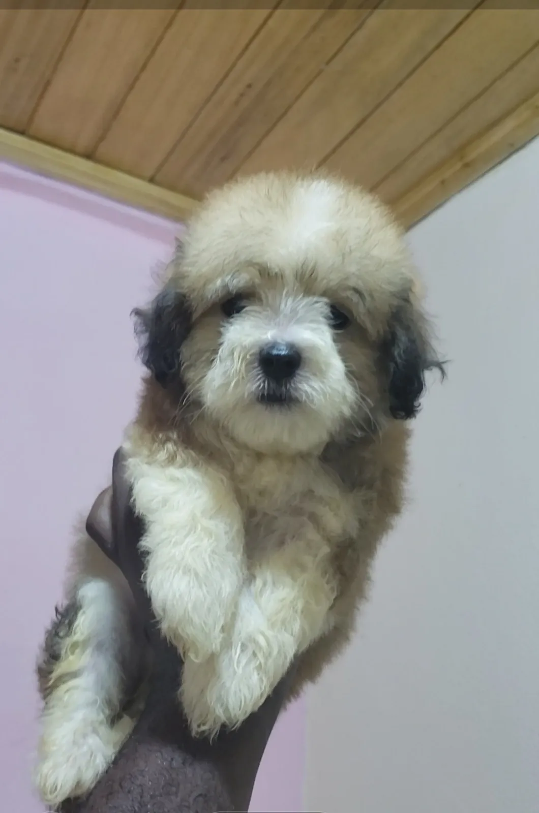 De Magnifiques Petits Chiots Adorables