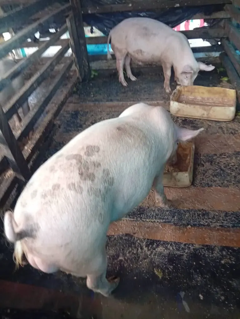 Photo Principale - Petites Annonces | Healthy Pigs For Sale – Ready For Market! 🐖, Mile 15 (Bolifamba), Buea, Cameroun | Animaux de companie  > Autres fournitures