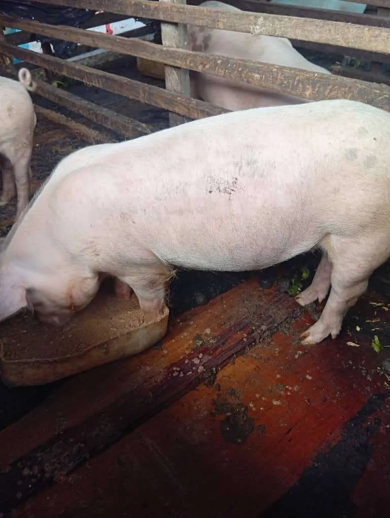 Photo de Galerie 1 - Petites Annonces | Healthy Pigs For Sale – Ready For Market! 🐖, Mile 15 (Bolifamba), Buea, Cameroun | Animaux de companie  > Autres fournitures