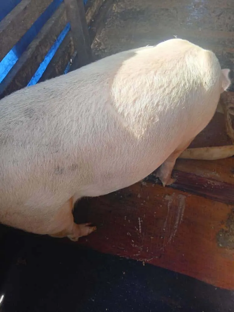 Photo de Galerie 3 - Petites Annonces | Healthy Pigs For Sale – Ready For Market! 🐖, Mile 15 (Bolifamba), Buea, Cameroun | Animaux de companie  > Autres fournitures