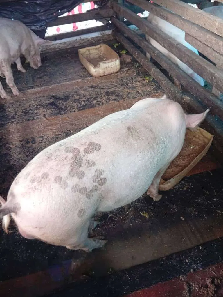 Photo de Galerie 4 - Petites Annonces | Healthy Pigs For Sale – Ready For Market! 🐖, Mile 15 (Bolifamba), Buea, Cameroun | Animaux de companie  > Autres fournitures