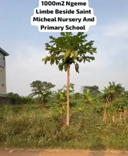 Main Photo - Real Estate | Land For Sale | Listing – Prime Land At Ngeme Layout, Limbe, Ngueme Village, Limbé, Cameroon