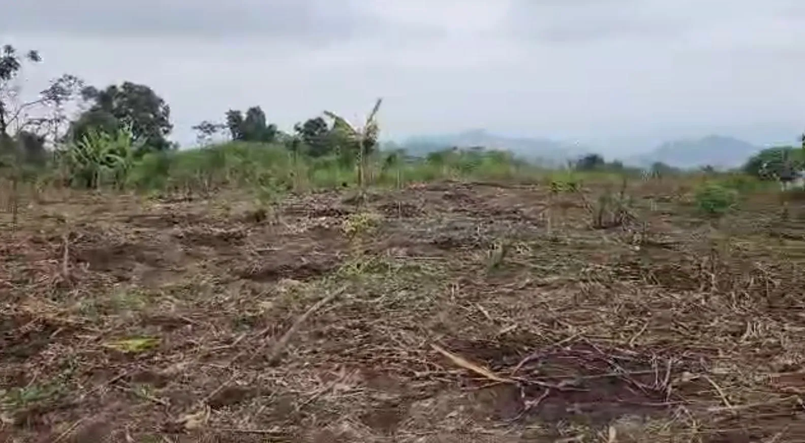Main Photo - Real Estate | Land For Sale | Prime Residential Land Alert: Bokwaongo, Buea 🏔️, Bokwango, Buea, Cameroon