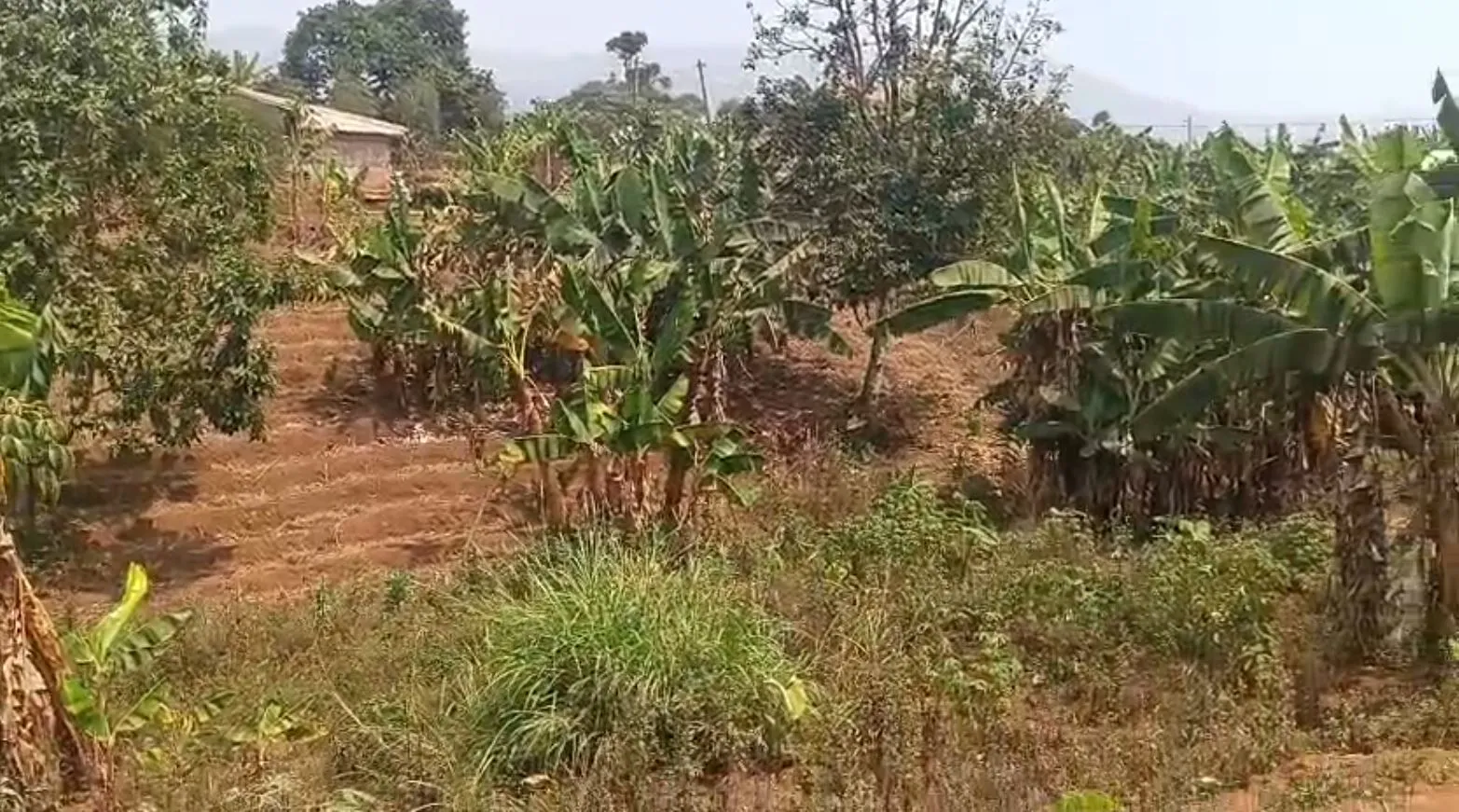 Photo Principale - Immobilier | Maison À Vendre | Special Offer: Prime Plot At Bujong 2 Field, Upstation 🏔️, Up station, Bamenda, Cameroun