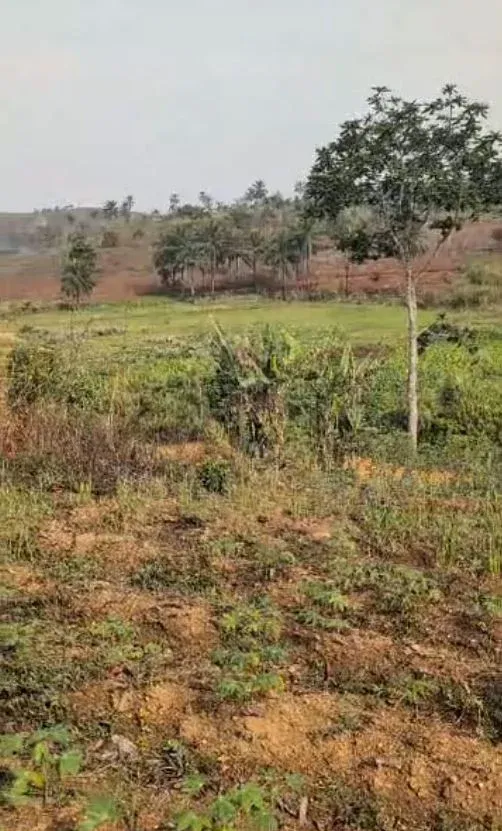 Photo Principale - Immobilier | Terrain À Vendre | Land For Sale – Asongka, Mankon (Bamenda Ii) 📍, ASONGKA, MANKON, Bamenda, Cameroun