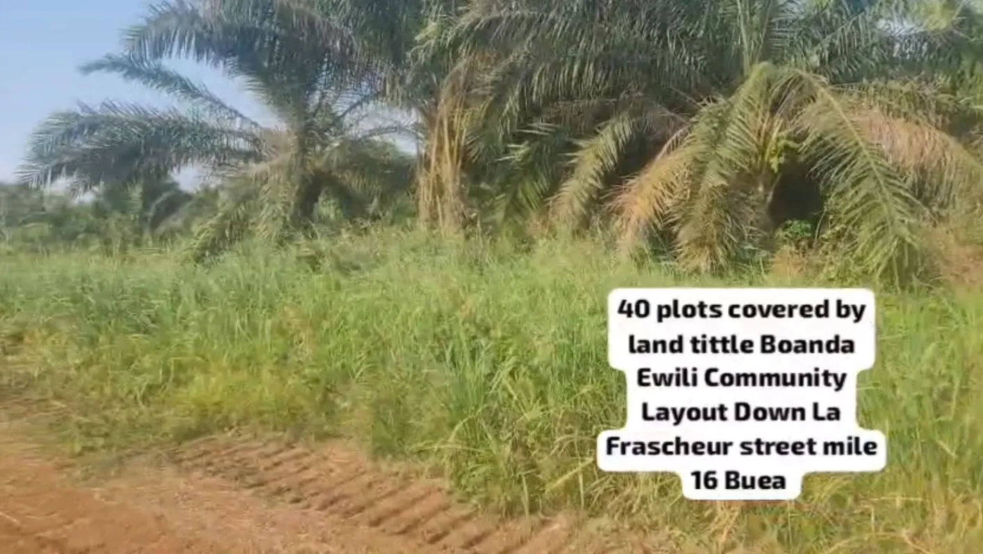 Photo Principale - Immobilier | Terrain À Vendre | New Lands Listing At Boanda Ewili Community Layout Down La Frascheur Mile 16, Boanda Mile 16, Buea, Cameroun