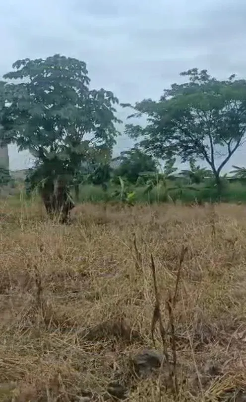 Photo Principale - Immobilier | Terrain À Vendre | Land For Sale – Hot Deal In Ngeme - Limbe, Ngueme Native, Limbé, Cameroun