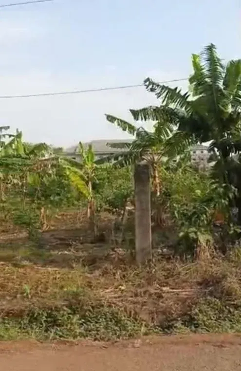 Photo Principale - Immobilier | Terrain À Vendre | Prime Land For Sale In Buea 🔥🔥, Muea, Buea, Cameroun