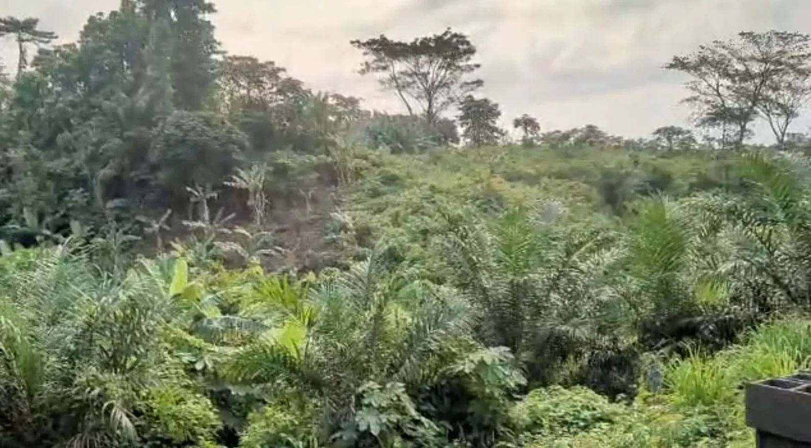 Photo Principale - Immobilier | Terrain À Vendre | Urgent Land For Sale – Limbe🔥🔥, Behind Omnisport Stadium, Limbé, Cameroun