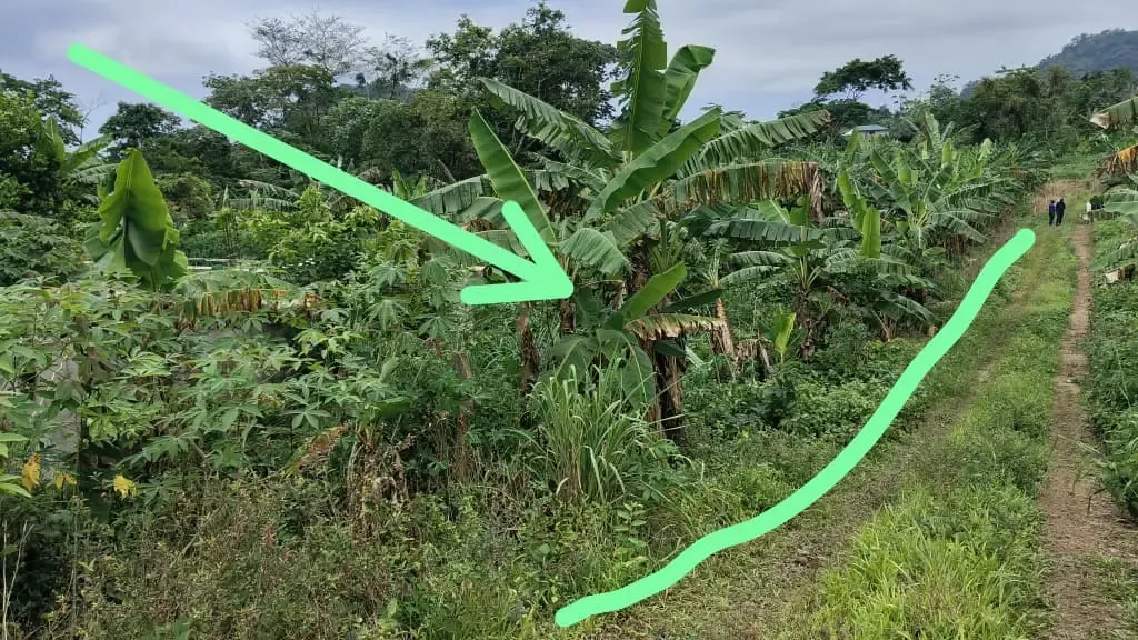 Photo Principale - Immobilier | Terrain À Vendre | New Listing – Prime Land For Sale In Limbe 🔥🔥, Mokunda, Limbé, Cameroun