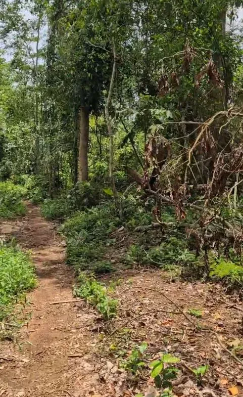 Main Photo - Real Estate | Land For Sale | Agricultural Land For Sale – Njombe, Littoral Region 🇨🇲 🌍🌱, Djombe (Littoral Province), Douala, Cameroon