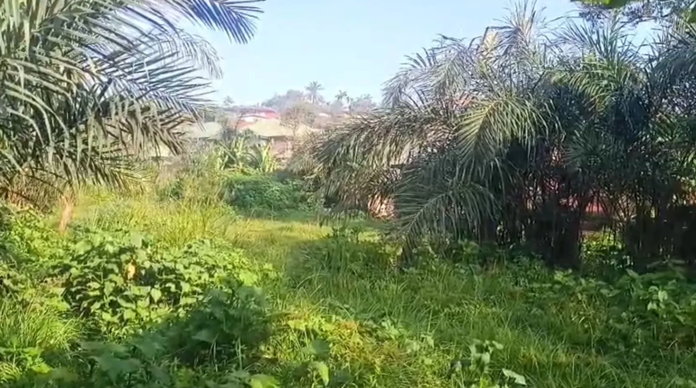 Photo Principale - Immobilier | Terrain À Vendre | Land For Sale – Mile 3 Nkwen, Bamenda 🚨, Nkwen, Bamenda, Cameroun