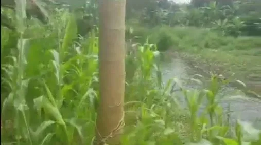 Photo Principale - Immobilier | Terrain À Vendre | Land For Sale – Tiko Street 4 🌟🏡, Street 4, Tiko, Cameroun