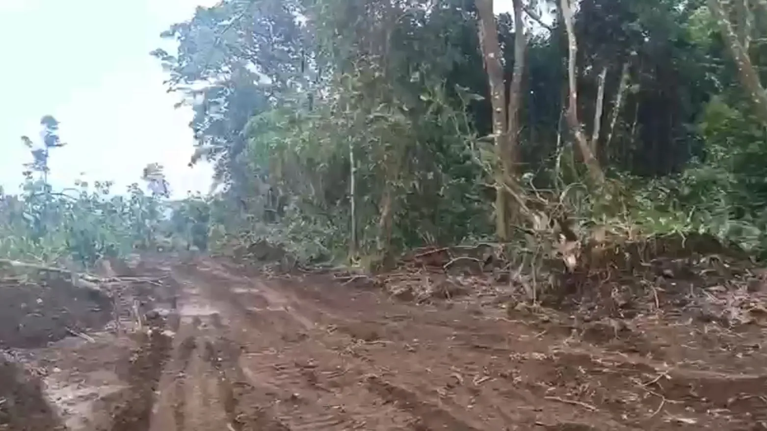 Main Photo - Real Estate | Land For Sale | Golden Land Banking Opportunityin Mapanja Village, MAPANJA VILLAGE, Buea, Cameroon