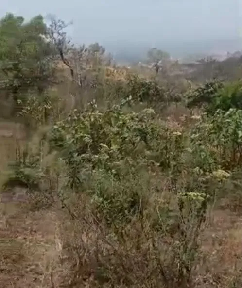 Photo Principale - Immobilier | Terrain À Vendre | Prime 1-Hectare Land For Sale – Banja Upstation, Bamenda 🌳, Banja - Upstation, Bamenda, Cameroun